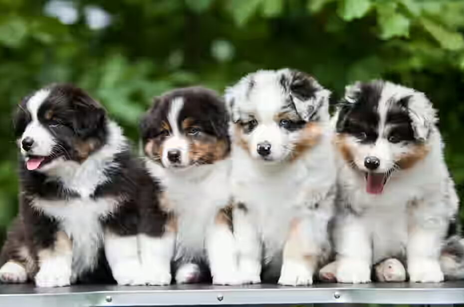 alimentation idéale pour un chiot Berger Australien