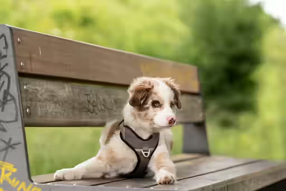 alimentation idéale pour un chiot Berger Australien