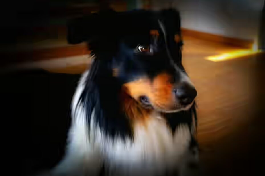 Randonnées avec votre Berger Australien