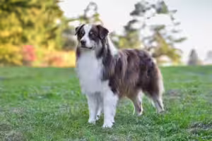 les problèmes articulaires chez le Berger Australien