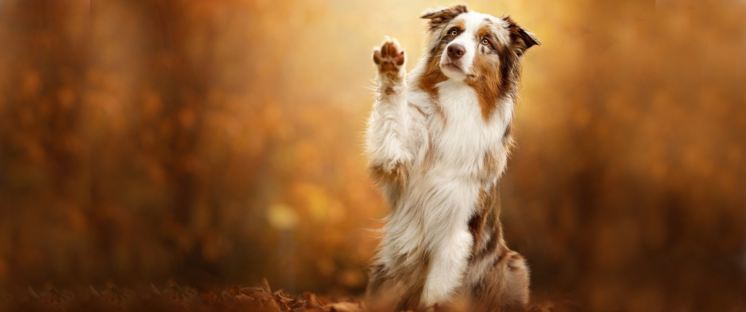 berger australien heade