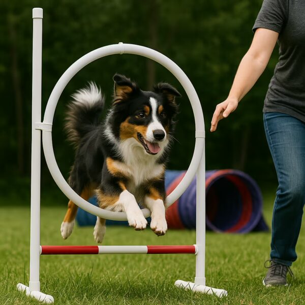Berger Australien sautant à travers un anneau d’agility sur herbe, guide à côté